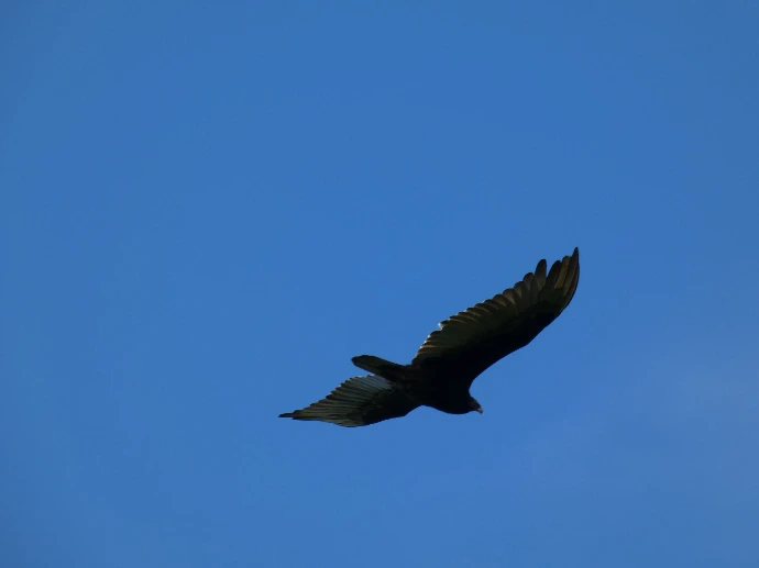 Summit PAragliding, vie d'oiseau